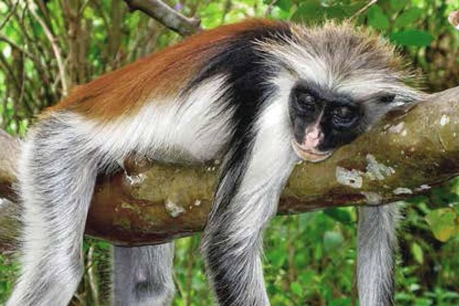 Half-Day Walking Tour in Jozani Jungle - Duration and Inclusions