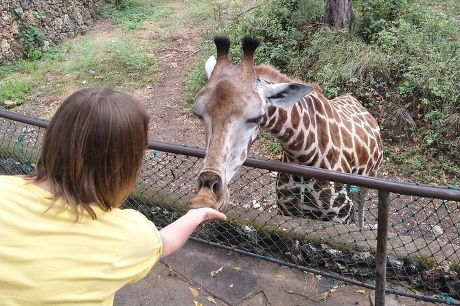 Haller Park Tour Observing Hippos, Giraffes, Birds, Monkeys, Crocs & Others - Wildlife Encounters
