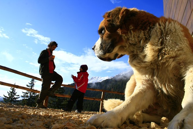 Hiking Tour in the Carpathian Mountains - Tour Description
