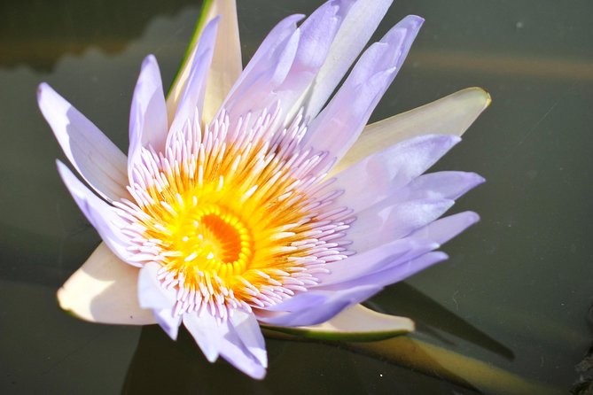 Historical Private Guided Tour, City-Sugarworld-Botanical Garden - Min.2 Persons - Inclusions