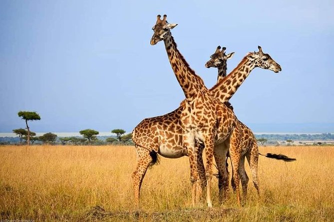 Hwange Day Trip