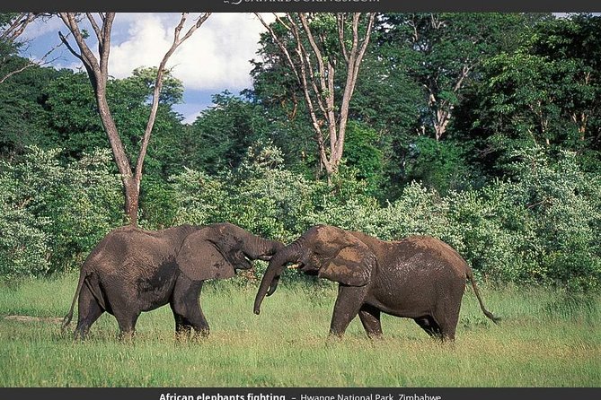 Hwange National Park Full Day Game Drive Safari - Additional Information