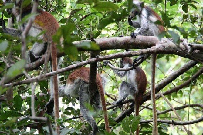 Jozani Forest With Kizimkazi - Inclusions and Whats Covered