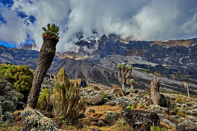 Kilimanjaro Climb by Lemosho Route (7-Day) - Inclusions and Exclusions