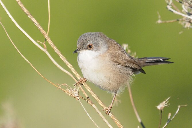 Korčula Bird Watching and Wildlife Photography - Services Provided