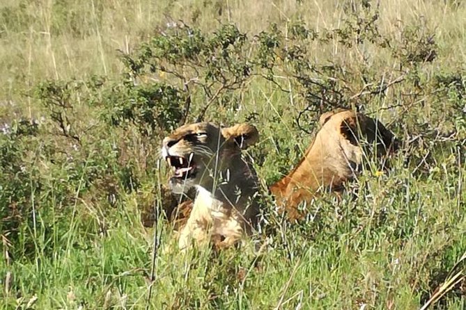 Lake Nakuru National Park Day Tour From Nairobi - Wildlife Encounters