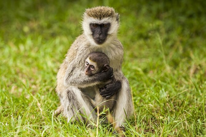 Lake Nakuru National Park Wildlife Private Day Tour From Nairobi - Pricing Information