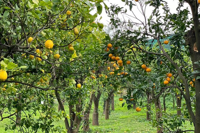 Lemon Tour With Lunch or Dinner