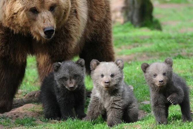 Libearty Bear Sanctuary and Dracula Castle From Brasov - Inclusions