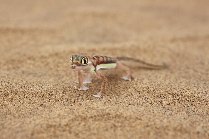 LIVING DESERT TOUR (Little 5 Tour) - Cancellation Policy