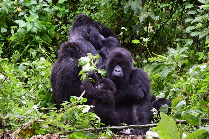 Lowland Gorilla Trekking in Kahuzi-Biega National Park - Park Rules and Regulations