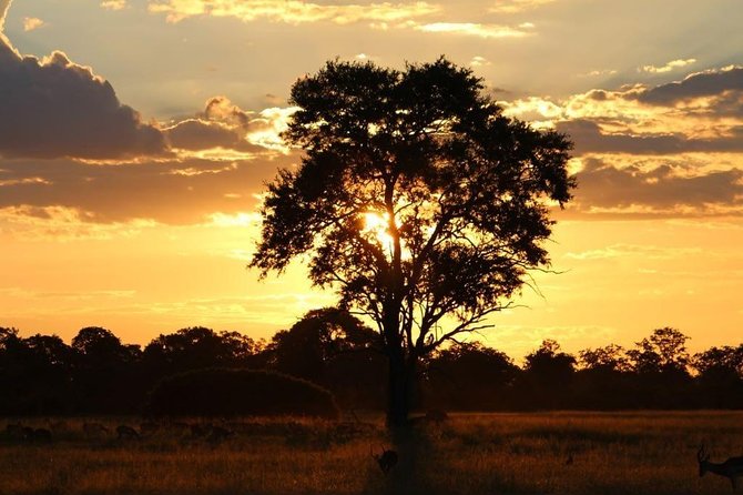 Luxury Okavango Safari - 4 Day - Dining Experience