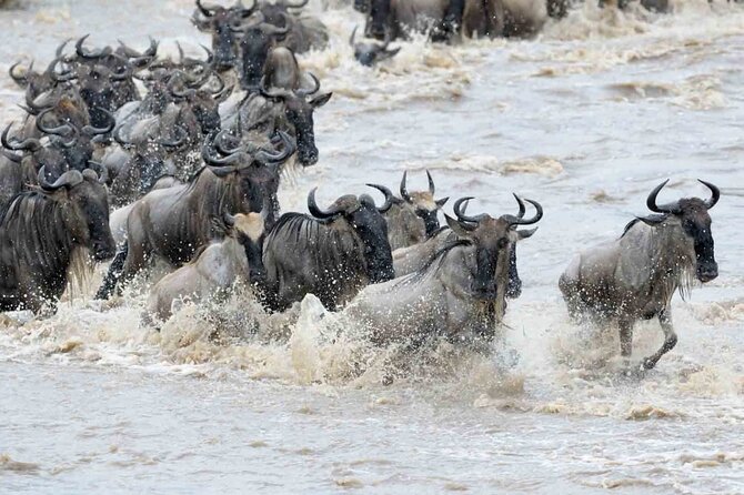 Maasai Mara 3 Day Guided Tour - Pricing and Reviews