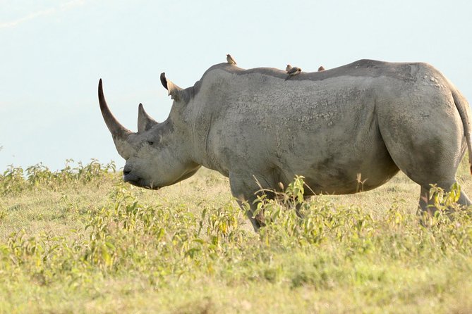 Make a Date With Flamingos and Rhinos of Lake Nakuru National Park - 1 Day - Tour Overview