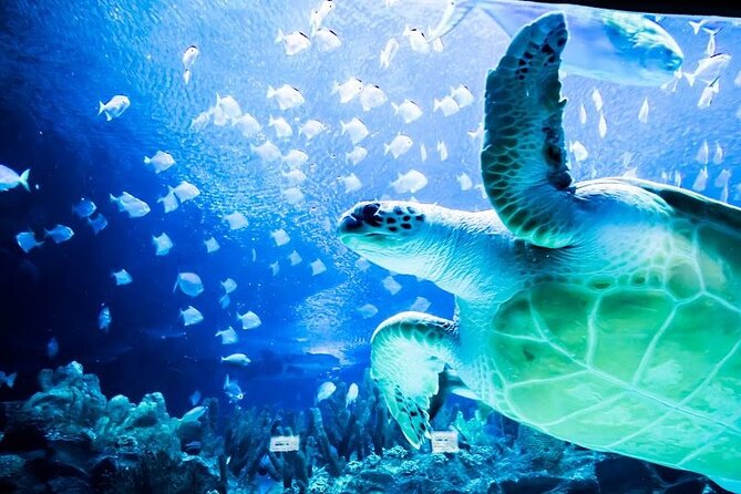 Malaysia: Aquaria KLCC Entry Ticket - Location and Overview