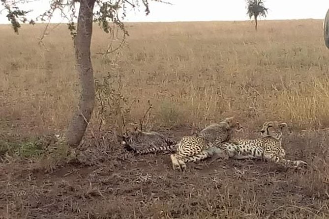 Manyara, Ngorongoro, Olduvai, Serengeti - Tour Location
