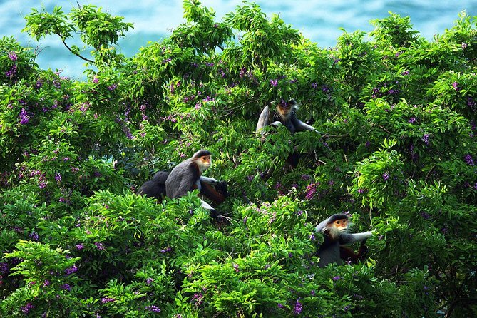 Marble Mountain, Am Phu Cave and Monkey Mountains Group Tour - Inclusions