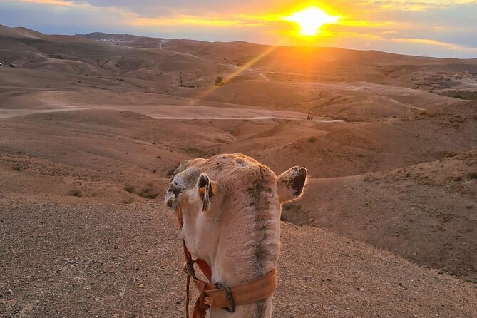Marrakesh: Agafay Desert Dinner - Sample Menu