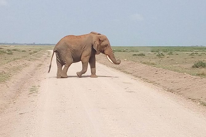 Masai Mara Full Day Tour From Nairobi, Naivasha or Nakuru - Pickup Locations