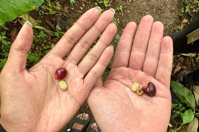 Materuni Waterfall and Coffee Plantation Half Day Tour
