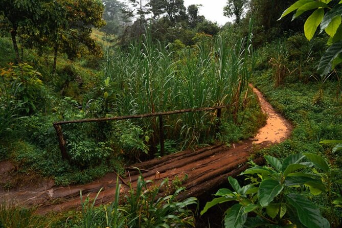 Materuni Waterfall Hike & Coffee Tour
