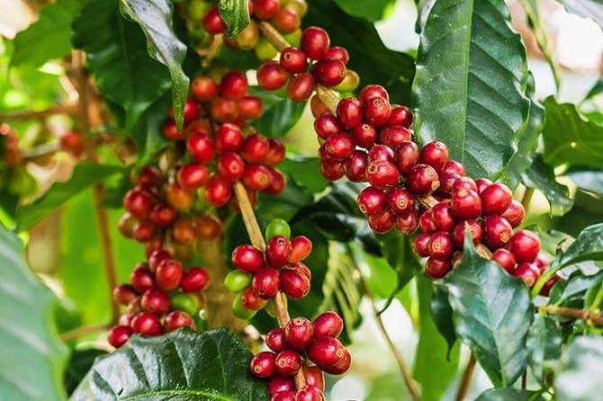 Materuni Waterfalls and Coffee Tour - Pickup Information