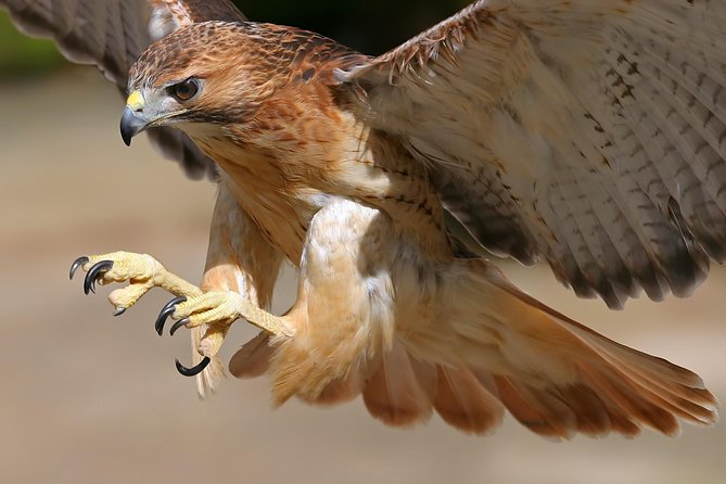 Medvednica Nature Park Falconry Tour From Zagreb - Meeting and Pickup