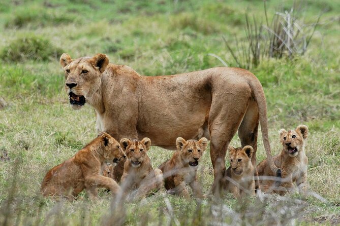Mikumi National Park 3 DAYS 2 NIGHTS - Accommodation Details