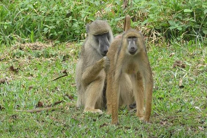 Mikumi National Park to Udzungwa Mountain National Park Tour 2 Days 1 Night - Inclusions and Exclusions