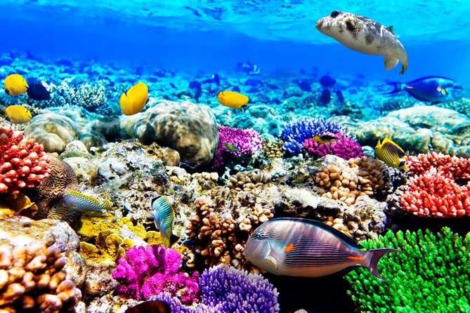 Mnemba Dolphin Tour, Jozani Forest Tour, The Rock, Prison Island - Pickup and Start Time