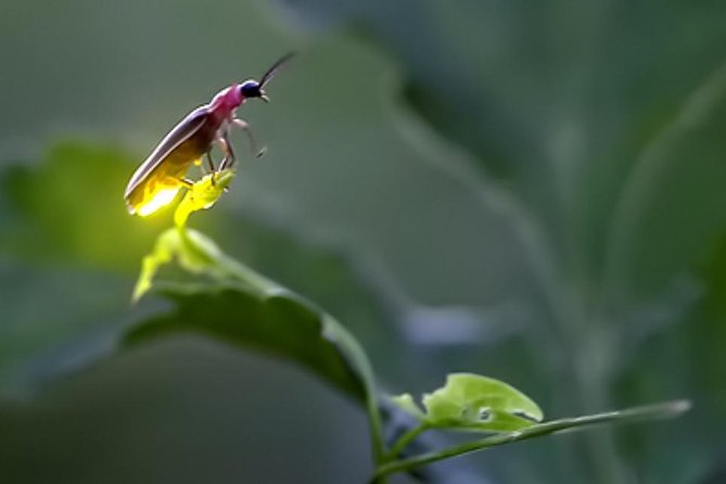 Monkey Hill, Eagle &Firefly Tour+Free Batu Caves Visit. - Tour Inclusions