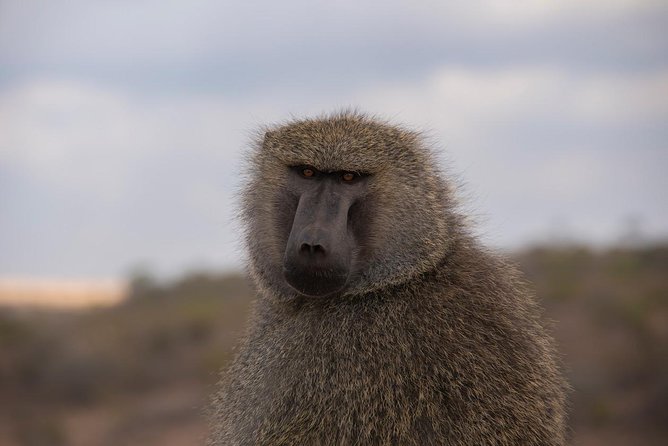 Morning Safari Nairobi Park/elephant Orphanage/giraffe Centre - Itinerary Highlights