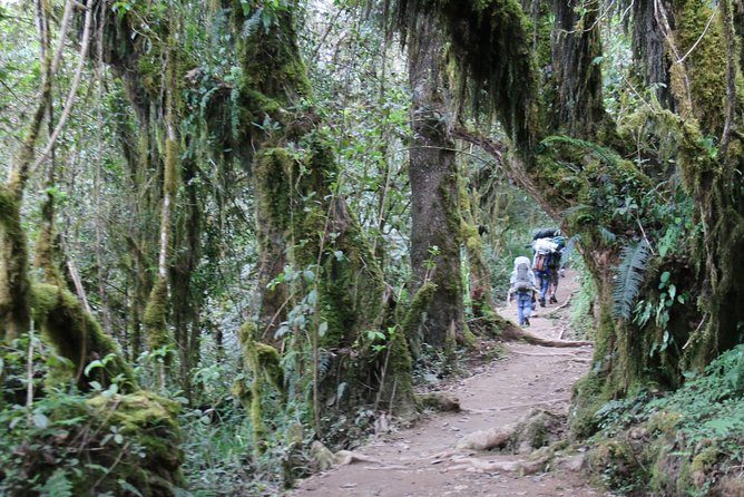 Mount Kilimanjaro Day Hike - What To Expect