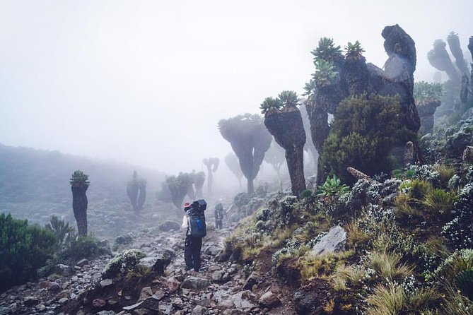 Mountain Kilimanjaro Climbing 7 Days Umbwe Route
