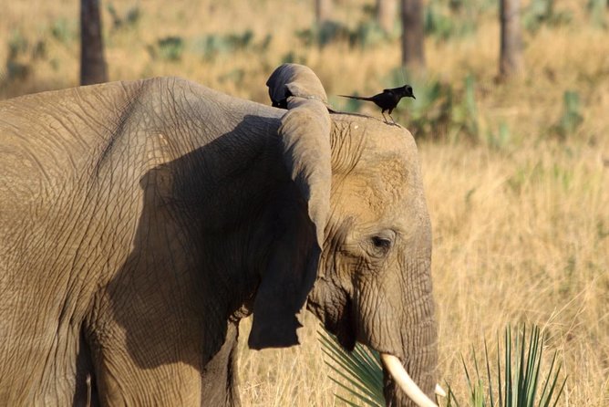 Murchison Falls Nature Safari