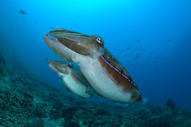 Muscat Diving Experience to Daymaniyat Islands - What To Expect