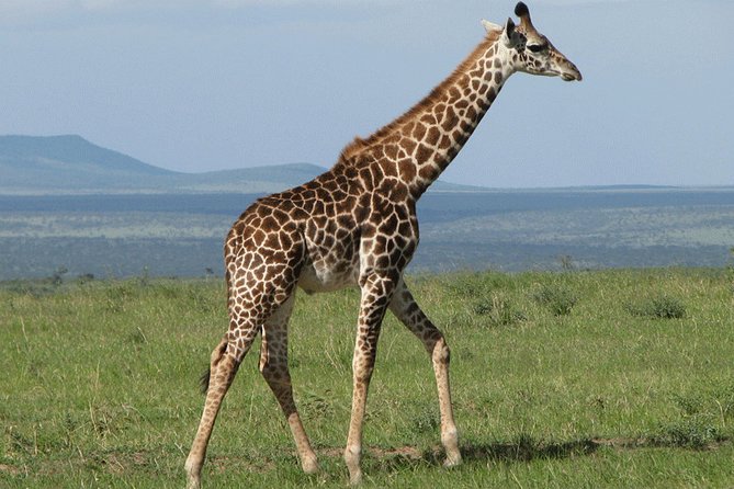 Nairobi Airport Layover: Tour Giraffe Center - What To Expect