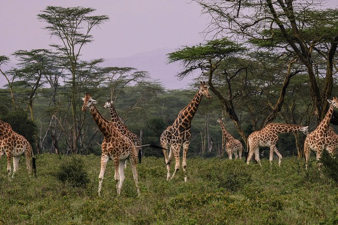 Nairobi National Park 5 Hours Tour - Tour Overview