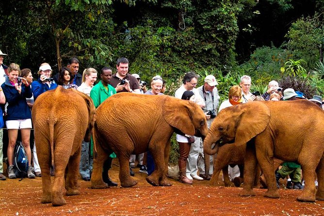 Nairobi National Park, Elephant Orphanage, Giraffe Centre,Karen Blixen Day Tour - Tour Highlights
