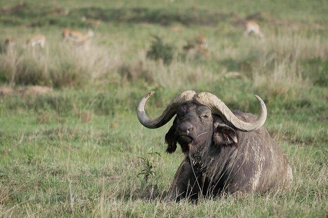 Nairobi National Park Game Drive - Directions and Tips