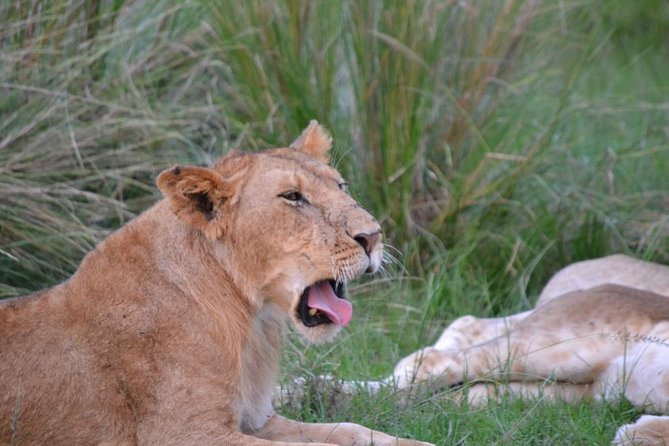Nairobi National Park Game Drive - Tour Details