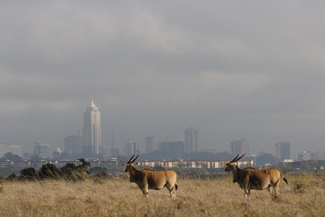 Nairobi National Park Guided Tour - Tour Location