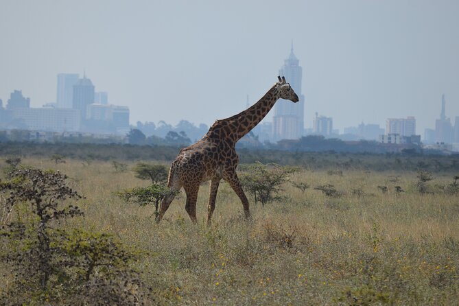 Nairobi National Park Half Day Tour - Pricing and Cancellation