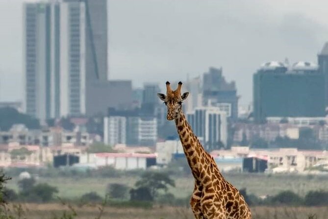 Nairobi Park Wildlife Safari - Tour Details