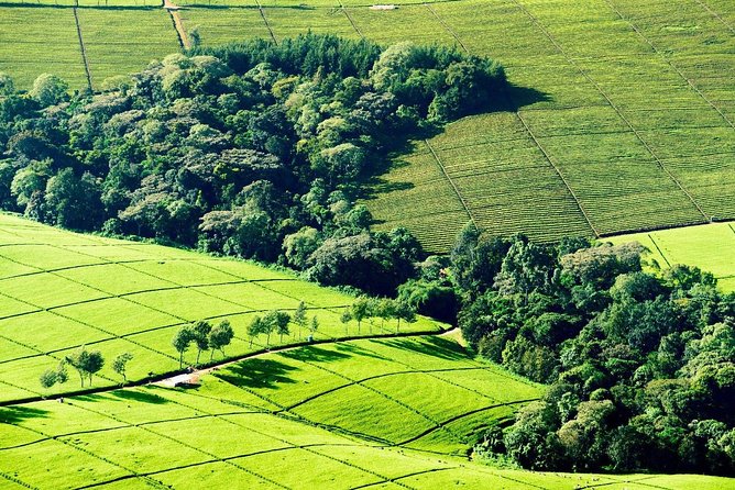 Nairobi to Kiambethu Tea Farm Tour - Tour Overview