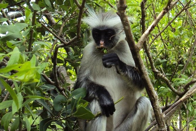 Ngezi Forest Tour - Pickup Details and Logistics