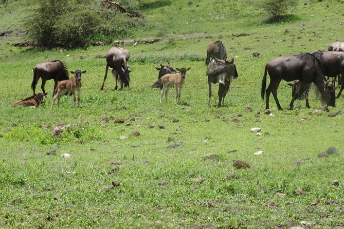 Ngorongoro Crater Day Tour - Inclusions