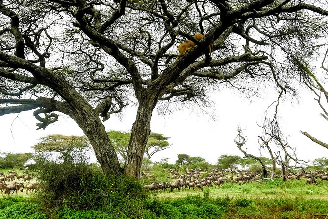 Ngorongoro Crater Day Trip With Pick Up