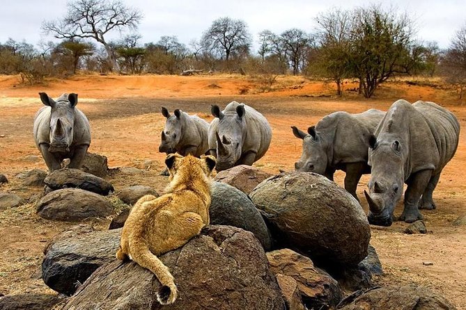 Night Rhino Game Drive and Bush Dinner From Victoria Falls - Good To Know
