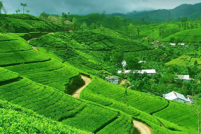 Nuwara Eliya Day Tour From Kandy With Ambuluwawa Tower,Tea Factry